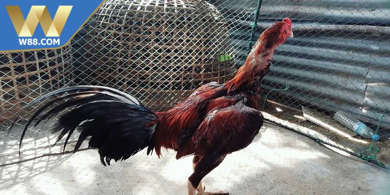 Chế độ tập luyện cho chiến kê theo từng giai đoạn