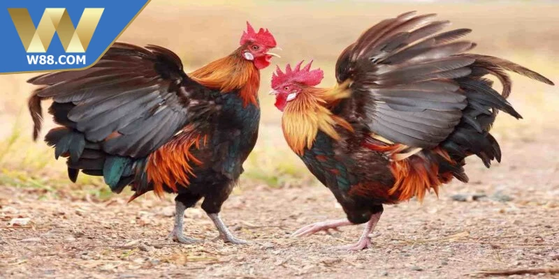 Đá gà casino đang trở thành lựa chọn giải trí nổi bật