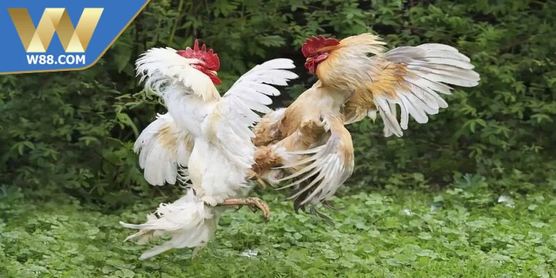 Đá gà cựa đang là hình thức thi đấu chiến kê có nhịp độ mạnh mẽ