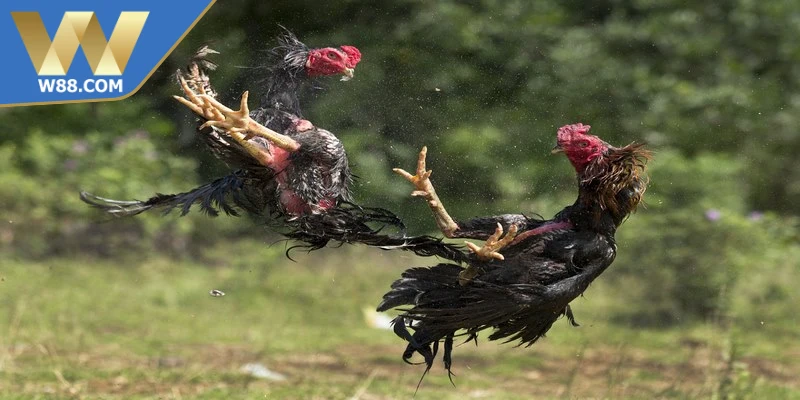 Đá gà cựa tuân theo luật thi đấu riêng nhằm bảo đảm tính minh bạch