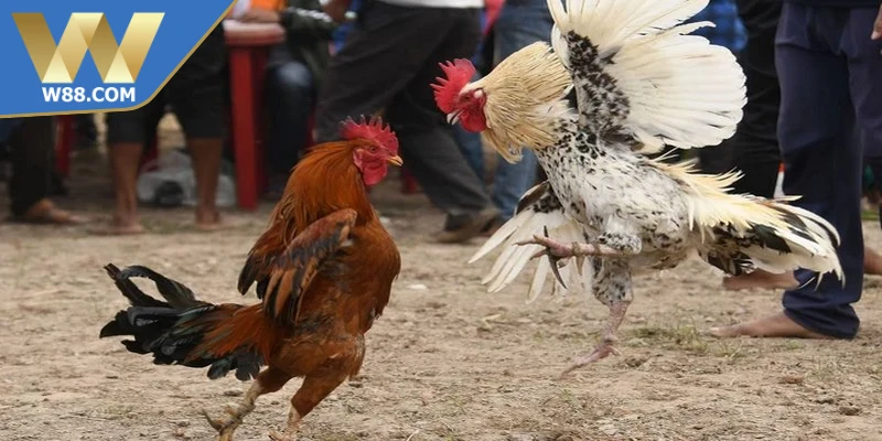 Yếu tố tạo nên kỹ thuật chọi gà nhanh gọn