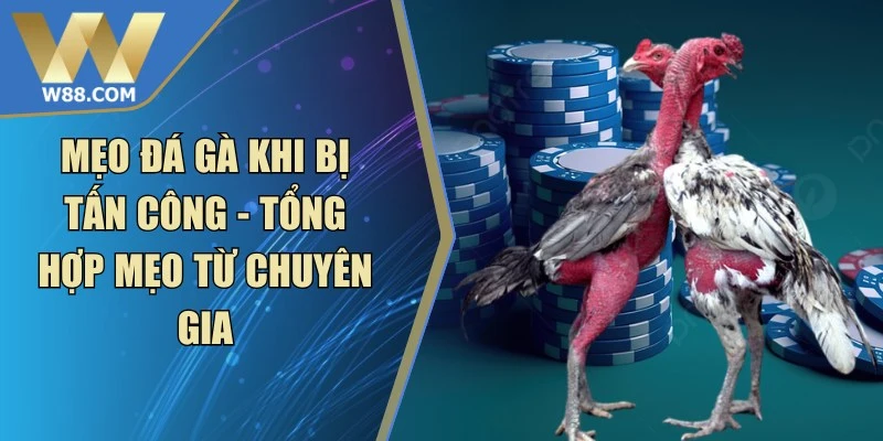 Mẹo Đá Gà Khi Bị Tấn Công