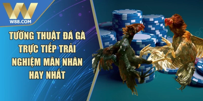 Tường Thuật Đá Gà